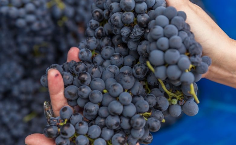 Tradição vitivinícola intrínseca entre os alentejanos