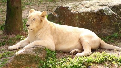 Leões do Parque Beto Carrero são atendidos no ZooCare