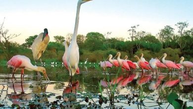 Pantanal Brasil a maior planície alagável do mundo