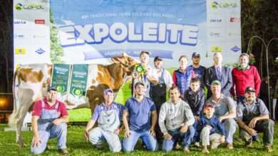 Expoleite é Vitrine da Raça Holandesa com Cerca de 300 Animais em Exposição