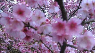 Festa da florada das cerejeiras. Foto divulgação.