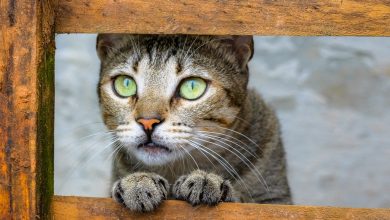 Curso de fotografia de animais de estimação em Florianópolis