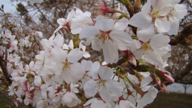 O Espetáculo da florada das cerejeiras em São Joaquim