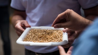 Santa Catarina está entre os dez estados que mais produzem cevada no país