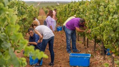 Vinhos do Alentejo estão entre os melhores do mundo