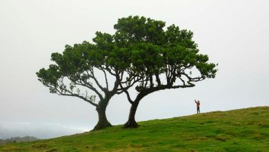 Cenários deslumbrantes da Floresta Laurissilva, na Ilha da Madeira