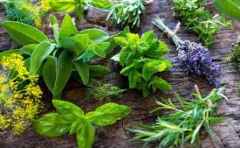 Horta medicinal podem tornar sua vida mais saudável