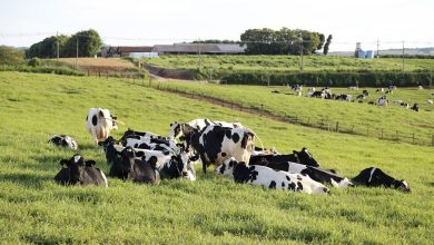 Sistema de monitoramento fazenda leiteira melhora gestão