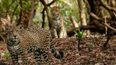 Onçafari traz safári e sons da natureza para dentro de casa