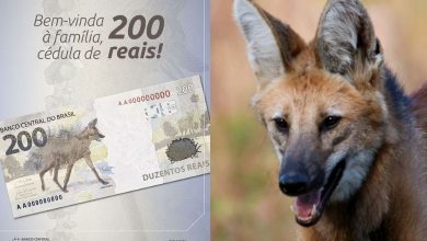 A nova nota leva a atenção na preservação do lobo-guará