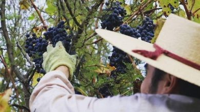 Vinícolas em escala humana inovam com produções sustentáveis