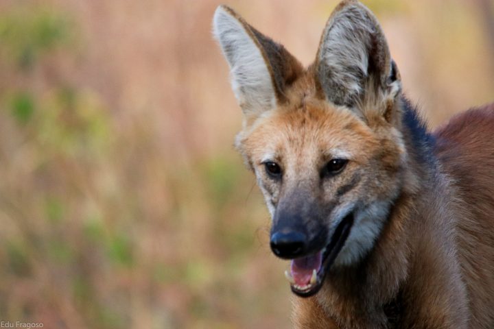 A nova nota leva a atenção na preservação do lobo-guará