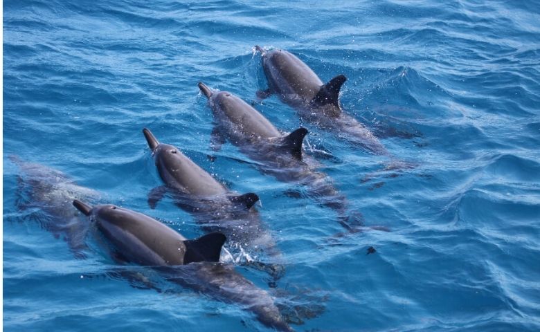 Ameaça ao golfinho rotador pelo turismo desordenado