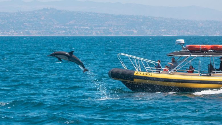 Turismo de observação de baleia e golfinhos