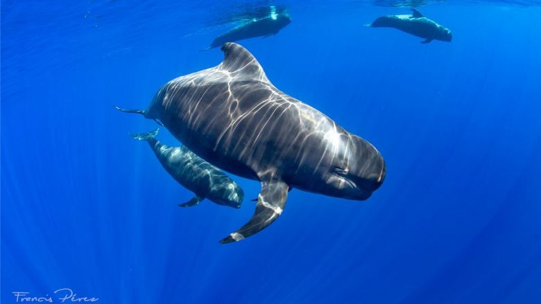 Turismo de observação de baleia e golfinhos