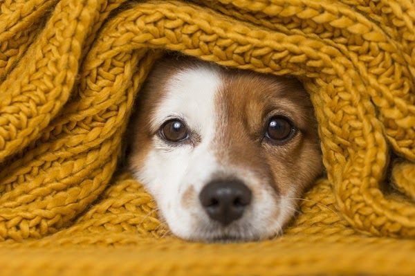 Cachorros também sentem frio como os humanos