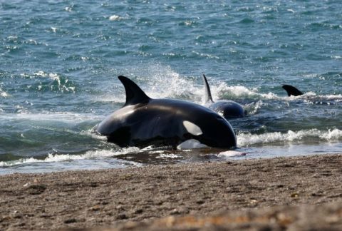 Península Valdés orcas encalharam para comer