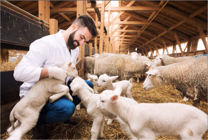 A evolução tecnológica no gerenciamento de nutrição animal 