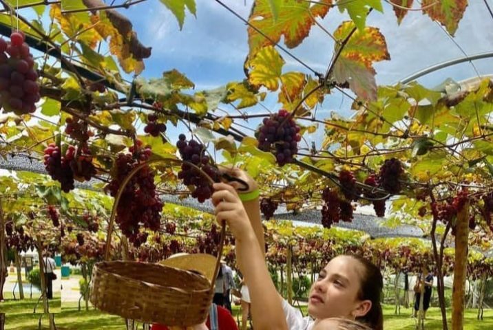 Vila Don Patto anuncia sua 5ª edição da festa da Colheita da Uva Foto arquivo do restaurante