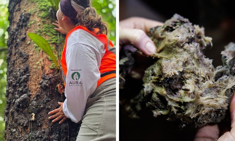 Aline Alves-Breu-Foto-Aura Amazônia-Divulgação